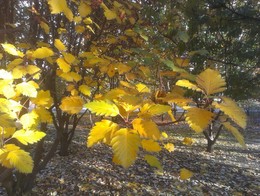 Der Geruch des Herbstes / ***