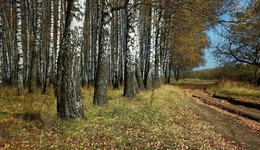 Der Geruch des Herbstes / ***