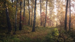 Der Geruch des Herbstes / ***