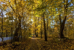 Goldener Herbst / ***