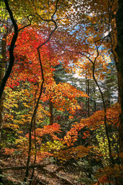 Der Geruch des Herbstes / ***