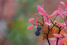 Der Geruch des Herbstes / ***