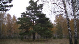 Der Geruch des Herbstes / ***