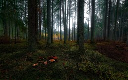 Der Geruch des Herbstes / ***