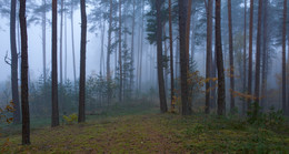Im Nebel / ***