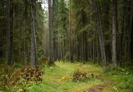 Oktober in den Wald / ***
