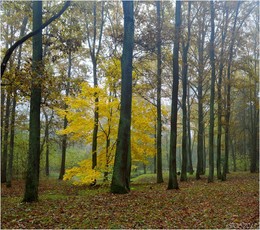 Gelbe Maple / ***