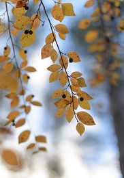 Herbst / ***