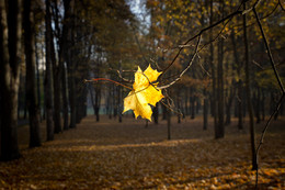 Letzte ... / ***