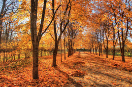 Allee / ***