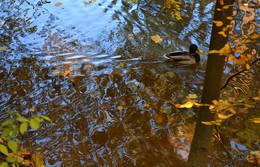 Reflexion der Herbst / ***