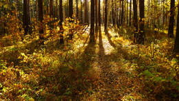 Herbst / ***