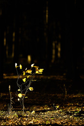 Herbstlicht / ***
