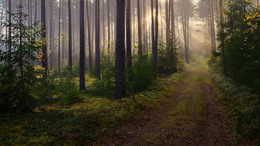 in den herbstlichen Wald / ***