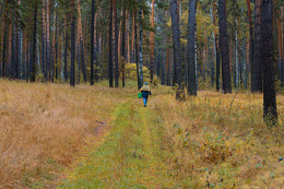 Herbstwald / ***