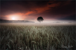 Im Kornfeld / Abends im Kornfeld Judenburg in der Steiermark.