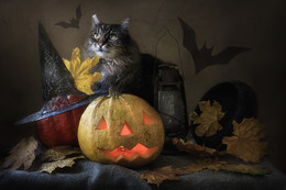 Halloween / ***