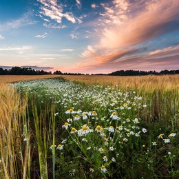Feel of summer / one summer evening