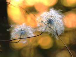 Es war der Abend / ***