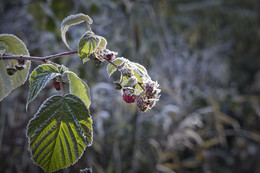 Die ersten Frost / ***