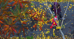 Herbst in der Stadt / ***