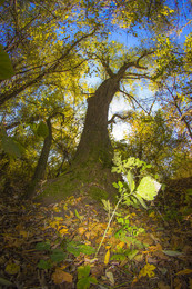 Herbst / ***