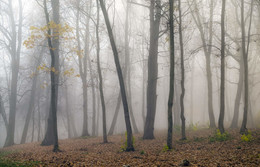 Herbstwald / ***