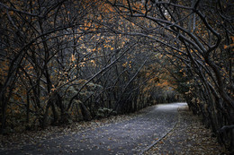 HerbstAllee / ***