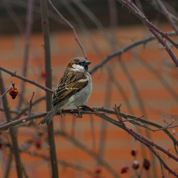 Spatz / ***
