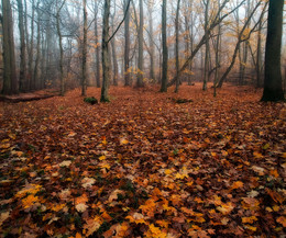 Misty forest / ***