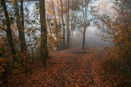 Nebliger Morgen / ***