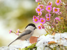 Der erste Schnee / ***