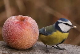 Erster Frost / ***