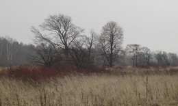 Landschaft mit Wildrose. / ***