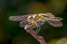 Dragonfly / ***
