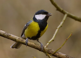 Big Tit / ***