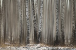 Birches / ***