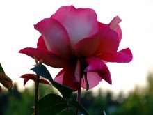 Belarussischen Rose / ***