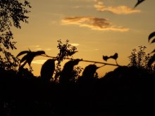 Bei Sonnenuntergang / ***