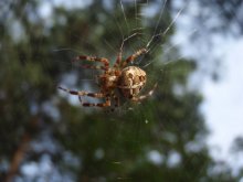 Spinne / ***