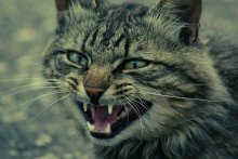 Wild / ---