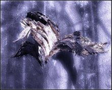 GUT HOLZ Soop Vollmond ... / ***
