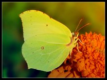 Schmetterling / _______