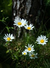 Einfach Daisies / ***