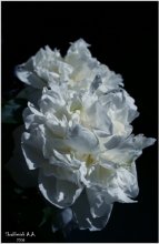 Pfingstrose / ***