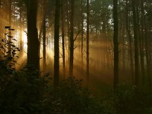 Sonnenaufgang im Wald / ***
