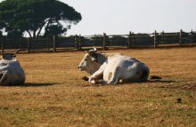 Bulls / ***
