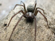 Spider ... / ***