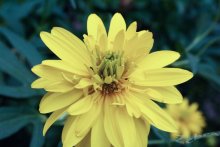 Just a Flower / cooling filter (80)