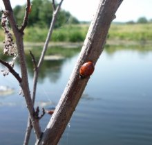 Am Fluss Vorskla / ***